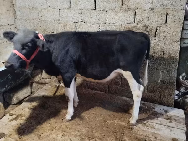 Бұқа, Russian Black pied cattle