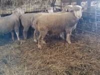 Kos, Ile-de-France sheep — 4. fotó