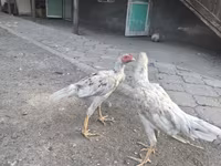Shamo chickens — 2. fotó
