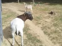 公羊, Cameroon sheep — 照片 2