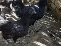 Chickens — 1. fotó
