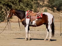 公马, National Show Horse — 照片 5