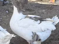 Geese — 3. fotó