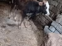 Bull, Cattle — photo 4