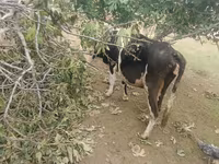 Krava, Simmental cattle — foto 6