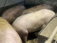 猪（批次，未指定性别）, Pigs — 照片 2