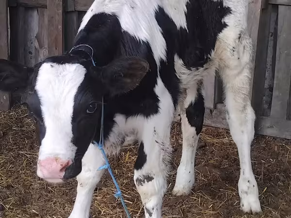 Bika, Russian Black pied cattle