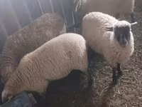 母羊, Sheep — 照片 4