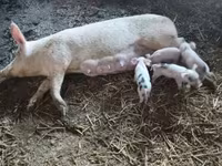 母猪, Pigs — 照片 7