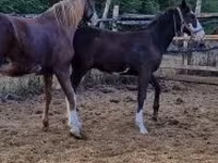 Caballo, Caballos — foto 3