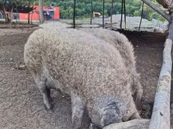 Sow,  — Hungary