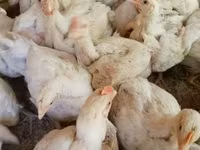 Chickens — photo 3