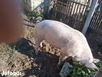 公猪, Pigs — 照片 3