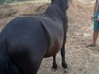 公马, Horses — 照片 4