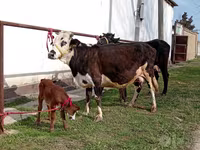 गाय, Simmental cattle — फ़ोटो 1