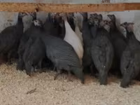 Guinea fowl — फ़ोटो 1