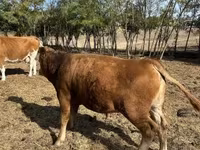 Bika, Limousin tehén — 4. fotó