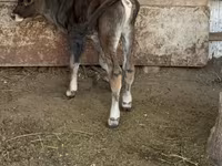 Bulle, Alatau-Rasse — Foto 4