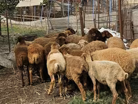Owce (partia, płeć nieokreślona), Karabakh sheep — zdjęcie 3