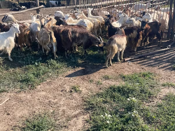 Bak, Kecskék