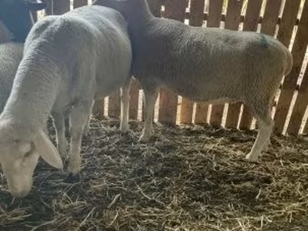 母羊, Merinoland sheep