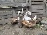 Ducks — foto 1