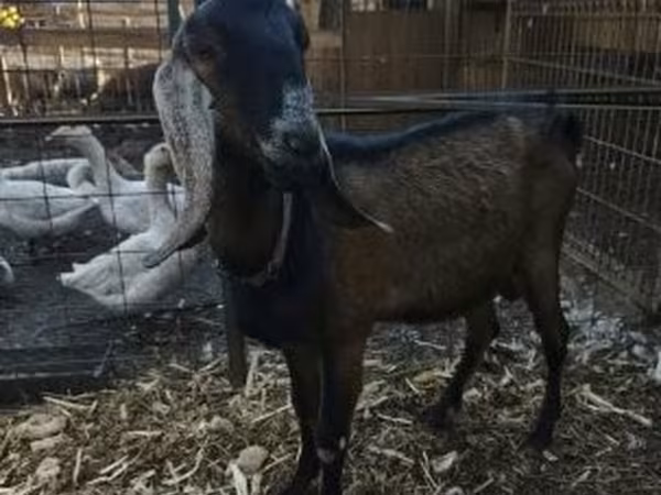 母山羊, Nubian Goat