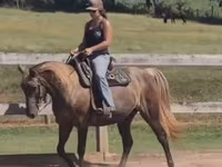 घोड़ी, Kentucky mountain daddle horse — फ़ोटो 3