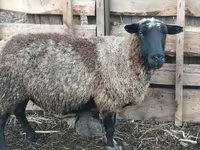 Қошқар, Romanov sheep — 2-сурет