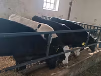 公牛, Cattle — 照片 6