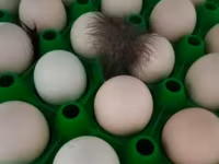 Ayam Cemani — foto 3