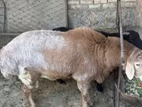 Beran, Arashan sheep — foto 1