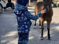घोड़ा, Welsh Cob — फ़ोटो 4