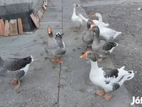 Geese — 6. fotó