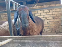 Qoç, Qoyunlar — foto 1