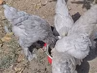 Brahma — zdjęcie 8