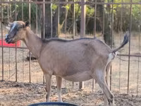 母山羊, Alpine goat — 照片 1