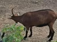 Nőstény kecske, Alpine goat — 3. fotó