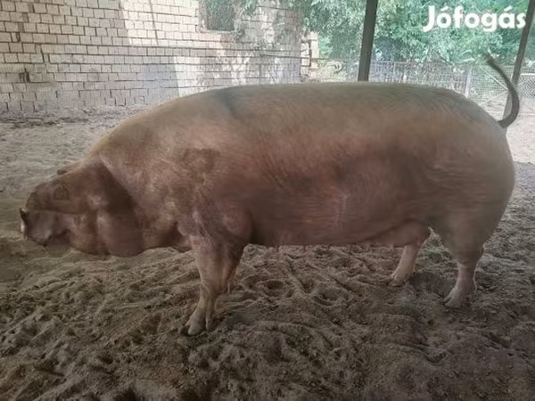 Süldőanya, Датский ландрас