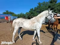 Hing, Lovak — 5. fotó