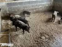 Kan, Мангалица — 1. fotó