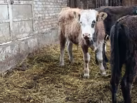 Touro, Aberdeen-Angus — foto 6