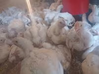 Chickens — zdjęcie 1