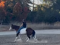 Caballo, American paint horse — foto 6