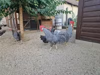 Chickens — foto 3
