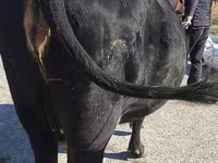 Vaca, Bovinos — foto 5