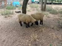 公羊, White Suffolk sheep — 照片 3