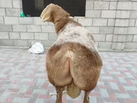 كبش, Tian-Shan semifinewool sheep — الصورة 2
