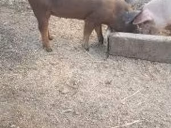 Boar, Дюрок