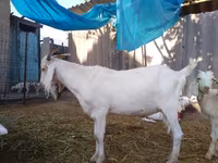 Bak, Saanen goat — 7. fotó